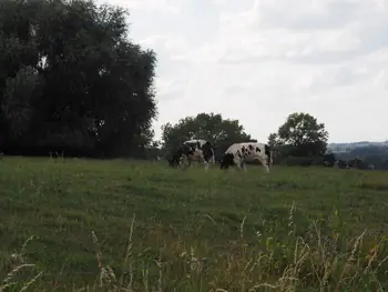 Black and white cow (Holstein Friesian)